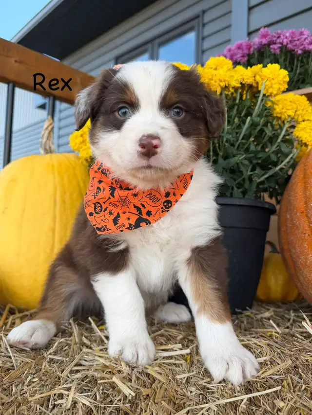 Purebred Australia shepherd puppies