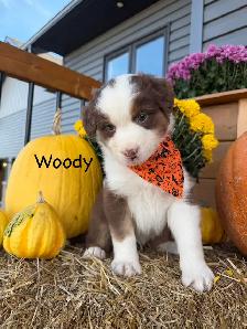 Purebred Australia shepherd puppies - Photo 2