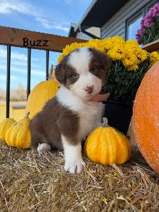 Purebred Australia shepherd puppies - Photo 3