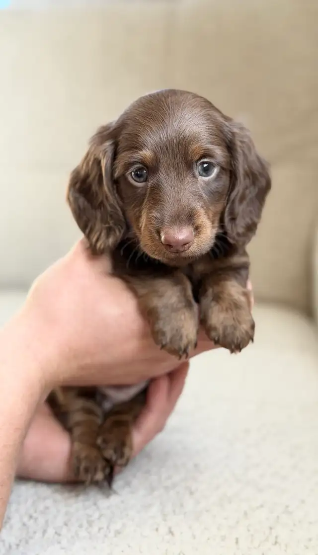 CKC registered Miniature Longhaired Dachshunds