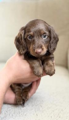 CKC registered Miniature Longhaired Dachshunds