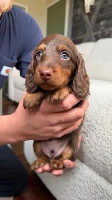 CKC registered Miniature Longhaired Dachshunds - Photo 2