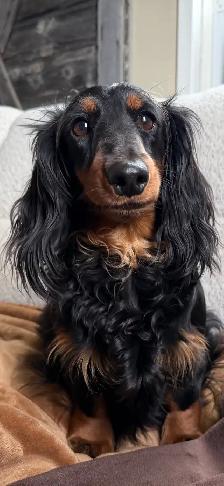 CKC registered Miniature Longhaired Dachshunds - Photo 4