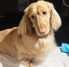 CKC registered Miniature Longhaired Dachshunds - Photo 7