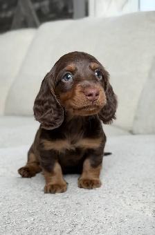 CKC registered Miniature Longhaired Dachshunds - Photo 2