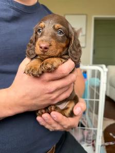 CKC registered Miniature Longhaired Dachshunds - Photo 3