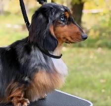 CKC registered Miniature Longhaired Dachshunds - Photo 6