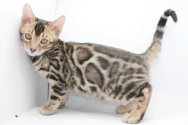 TICA Registered Male Bengal
