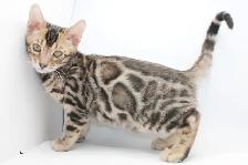 TICA Registered Male Bengal