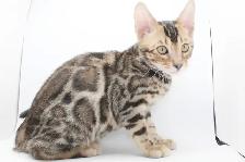 TICA Registered Male Bengal - Photo 2
