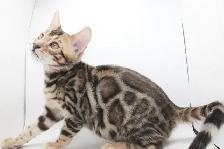 TICA Registered Male Bengal - Photo 3