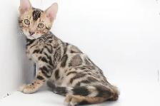 TICA Registered Male Bengal - Photo 4