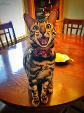 TICA Registered Male Bengal - Photo 9