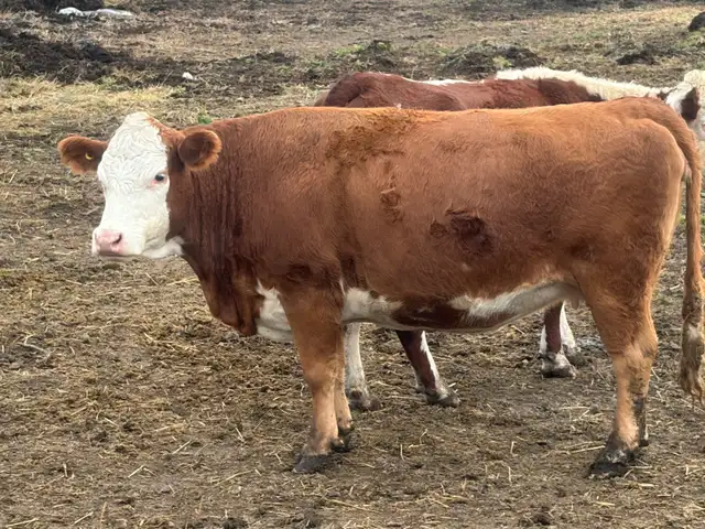 bred Hereford cow