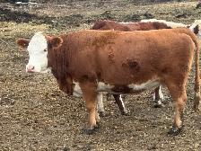bred Hereford cow