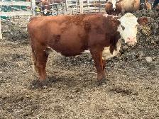 bred Hereford cow - Photo 2
