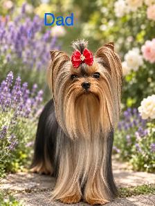 CKC Registered Yorkshire Terrier Puppies