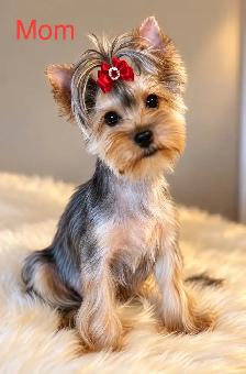 CKC Registered Yorkshire Terrier Puppies - Photo 2