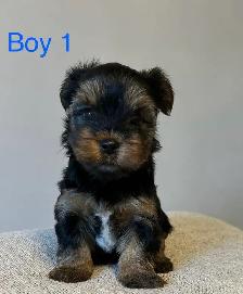 CKC Registered Yorkshire Terrier Puppies - Photo 3