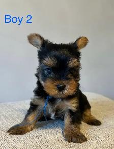CKC Registered Yorkshire Terrier Puppies - Photo 4