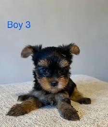 CKC Registered Yorkshire Terrier Puppies - Photo 5