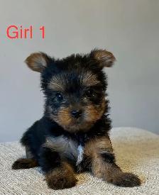 CKC Registered Yorkshire Terrier Puppies - Photo 6