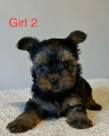 CKC Registered Yorkshire Terrier Puppies - Photo 7