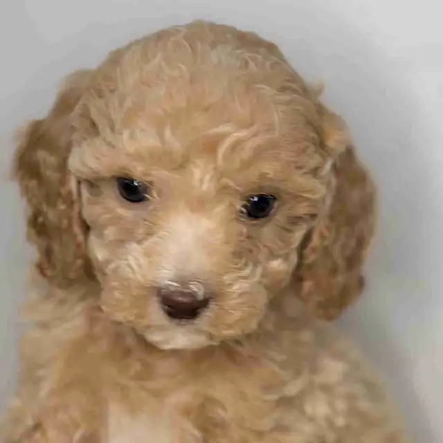 Adorable F1BB Cockapoo Puppies For Sale! ✨