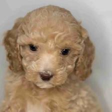 Adorable F1BB Cockapoo Puppies For Sale! ✨