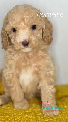 Adorable F1BB Cockapoo Puppies For Sale! ✨ - Photo 2