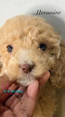 Adorable F1BB Cockapoo Puppies For Sale! ✨ - Photo 3