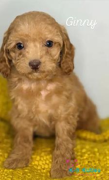 Adorable F1BB Cockapoo Puppies For Sale! ✨ - Photo 4