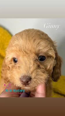 Adorable F1BB Cockapoo Puppies For Sale! ✨ - Photo 5