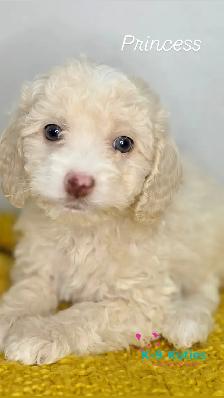 Adorable F1BB Cockapoo Puppies For Sale! ✨ - Photo 6