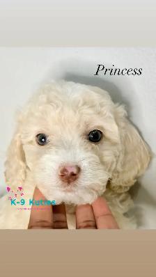 Adorable F1BB Cockapoo Puppies For Sale! ✨ - Photo 7