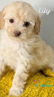Adorable F1BB Cockapoo Puppies For Sale! ✨ - Photo 8