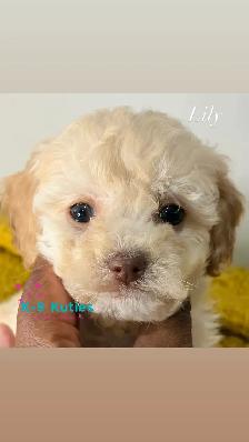 Adorable F1BB Cockapoo Puppies For Sale! ✨ - Photo 9