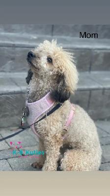 Adorable F1BB Cockapoo Puppies For Sale! ✨ - Photo 10