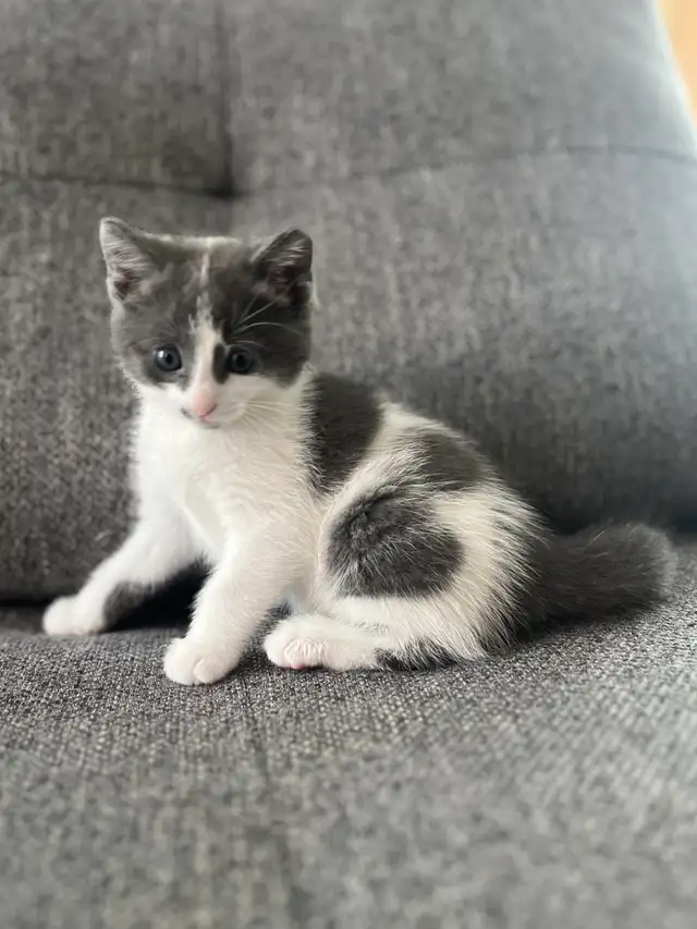 Chaton à vendre, femelle 2 mois. Très belle et affectueuse!
