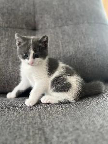 Chaton à vendre, femelle 2 mois. Très belle et affectueuse!