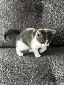 Chaton à vendre, femelle 2 mois. Très belle et affectueuse! - Photo 3