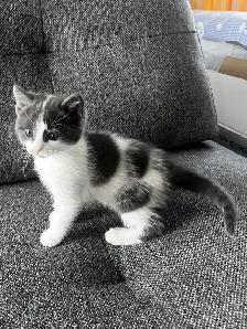 Chaton à vendre, femelle 2 mois. Très belle et affectueuse! - Photo 4