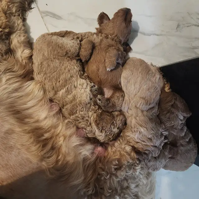 Chiot goldendoodle avendre male et femelle
