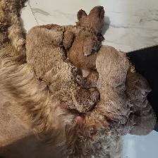 Chiot goldendoodle avendre male et femelle
