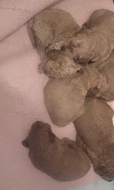 Chiot goldendoodle avendre male et femelle - Photo 2