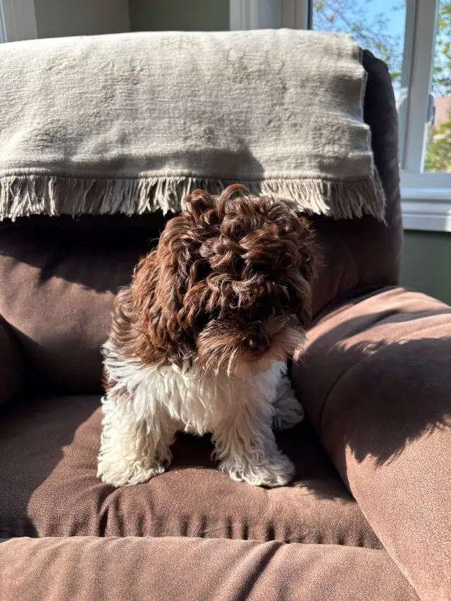 Shipoo Puppy