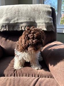 Shipoo Puppy