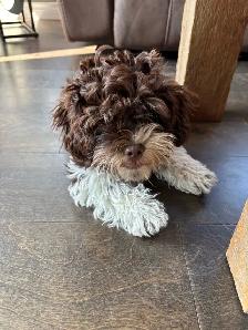 Shipoo Puppy - Photo 2