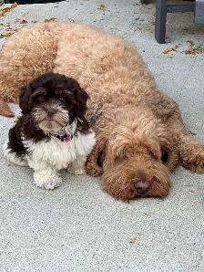 Shipoo Puppy - Photo 3