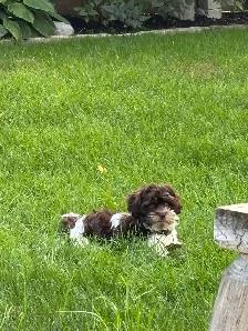 Shipoo Puppy - Photo 4
